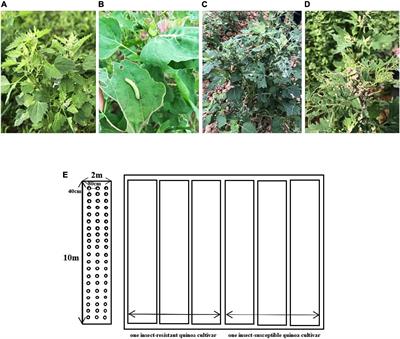 Combined transcriptome and metabolome analysis of the resistance mechanism of quinoa seedlings to Spodoptera exigua